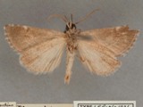 Zekelita albiscripta